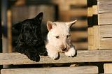 SCOTTISH TERRIER 180